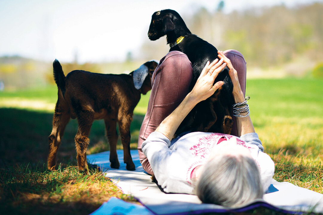NO JOKE – GOAT YOGA MIGHT FLOAT YOUR BOAT. Bifrost Farms owner Meg Wittenmyer will be hosting goat yoga sessions beginning in May.