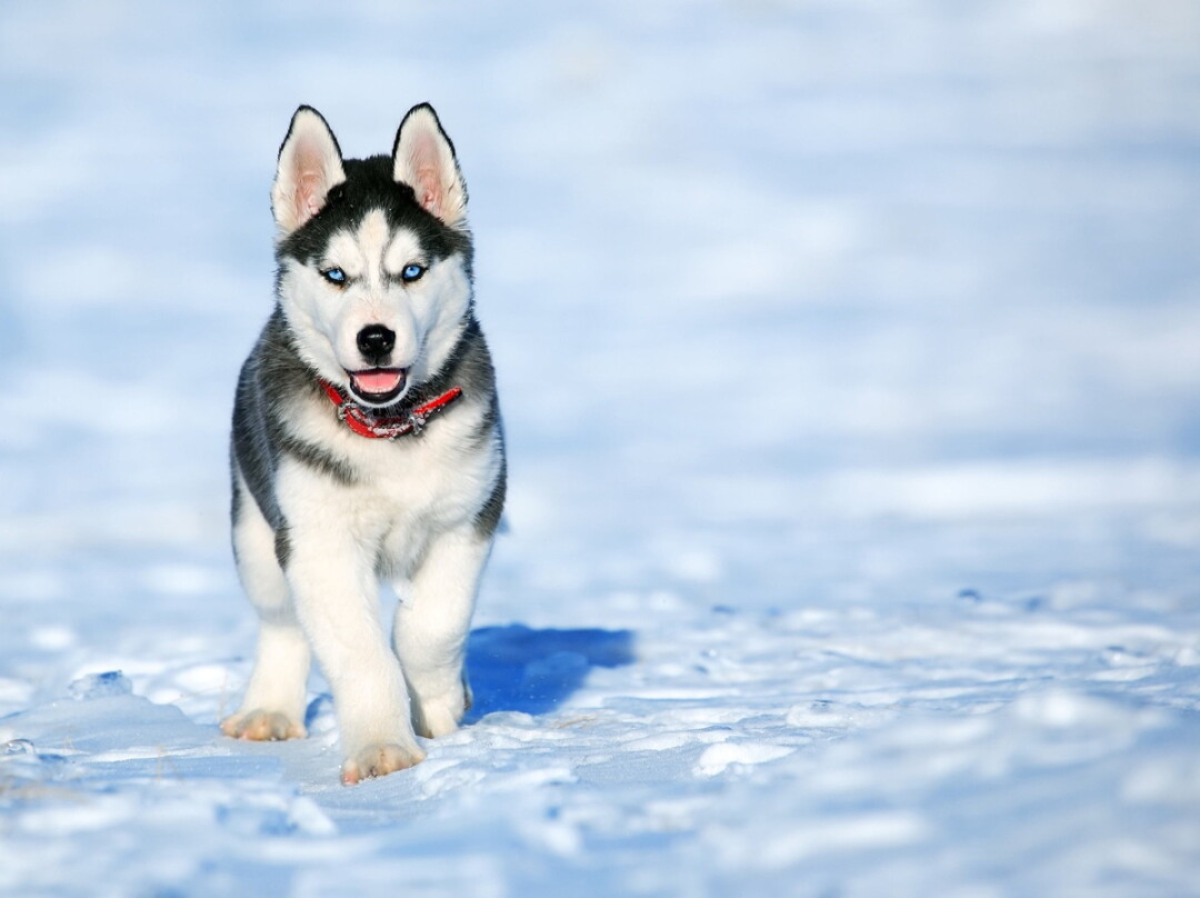 Huskies are made for the cold ...