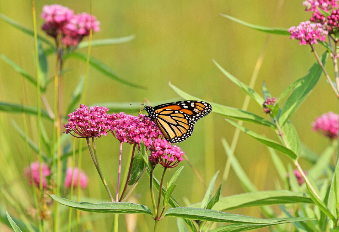 Efforts made by Wisconsin Monarch Collaborative partners have helped grow and improve habitat for monarchs and other pollinators in Wisconsin. Photo credit: Wisconsin DNR