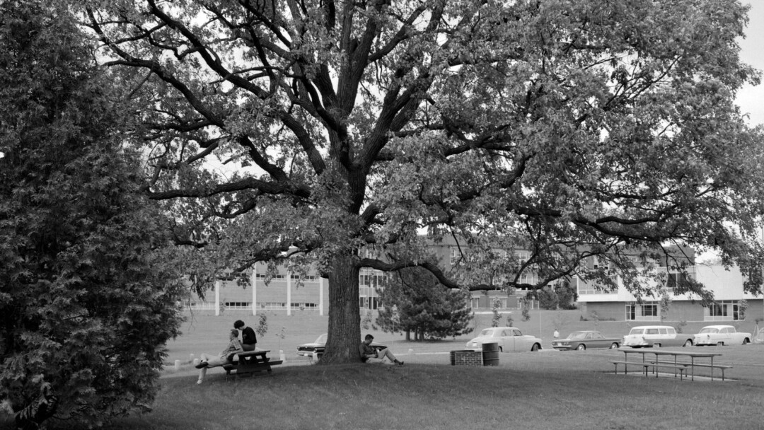 UWEC Council Oak Tree, photo courtesy of UWEC