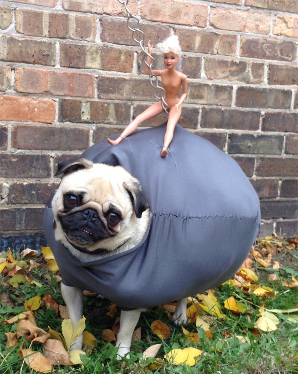 What do polyester fiber, a naked Barbie doll and an adorable pug have in common? This stellar costume!