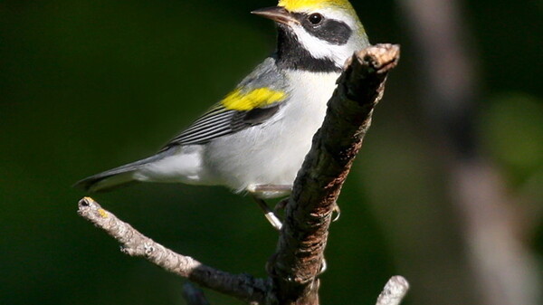 BRANCHING OUT. Chippewa Valley birders will be keeping an eye out for migratory species like this golden-winged warbler on May 14. 