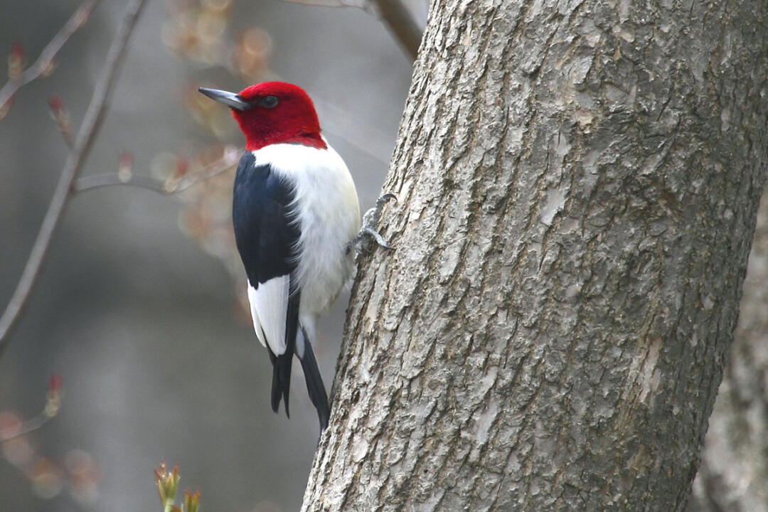 I WOOD IF I COULD. Red-headed woodpeckers, like this one, are among the bird species declining in Wisconsin.