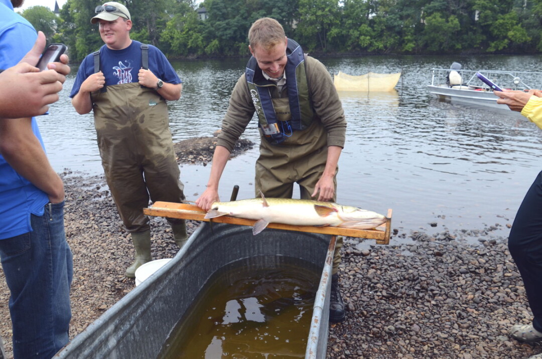 SLEEPY, SLEEPY FISHY. As they did last year, Department of Natural Resources personnel will demonstrate fish shocking at Phoenix Park during the upcoming Celebrate the Chippewa River Conference.