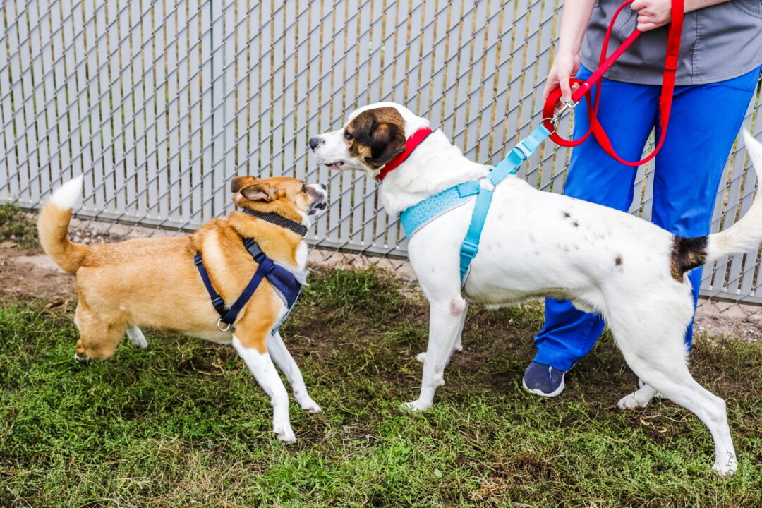 Puppers Zane, left, and Jack meet  at the Eau Claire County Humane Association