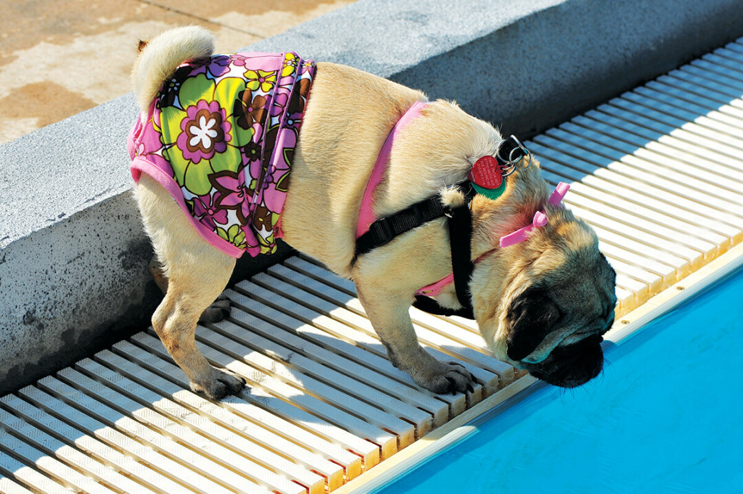 IT'S A PUG, NOT A PANTHER. The Wakanda Water Park on 