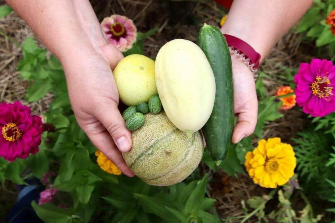 GO BIG OR GO HOME. This year, the Menomonie Community Gardens has filled up all 94 of their plots with lots of "chonky" vegetables.