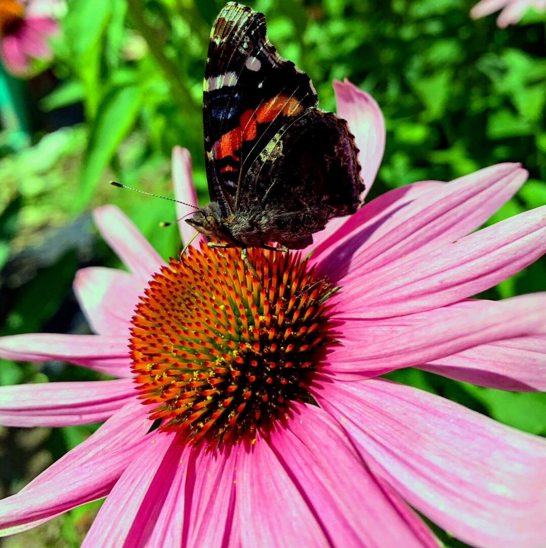 WHAT'S THE BUZZ? Be mindful of flowers that are pollinator-friendly when you're sprucing up your gardens this year.