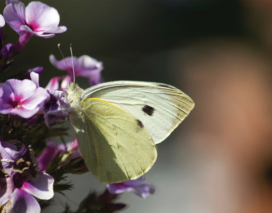 CABBAGE. No, not the vegetable, the butterfly! Cabbage White butterflies are often mistaken for moths, because of their wispy-colored wings. Photo from Unsplashed.