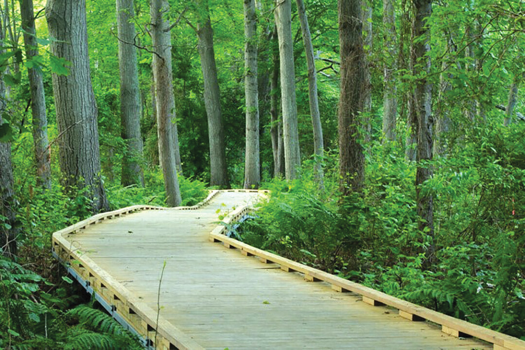 A WALK IN THE WOODS? The City of Eau Claire is considering building a boardwalk (maybe like this one) along part of Half Moon Lake. (Submitted image)
