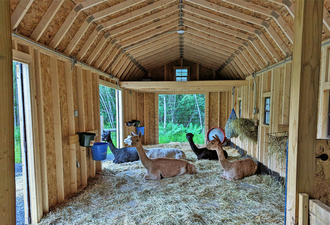 HIDDEN GEM NOW OPEN. Hidden Timber Soul Sanctuary is opening to the public for all of your alpaca and goat needs. (Contributed photos)