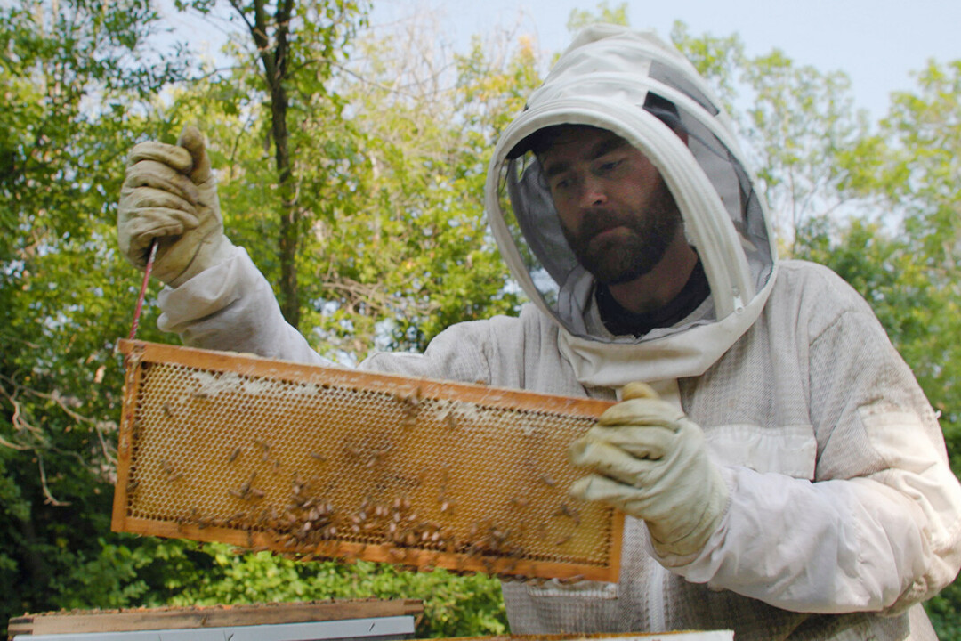 Drew Kaiser of Kaiserson’s Bee Company in Eau Claire inspects a frame from one of his beehives in a scene from the upcoming PBS Wisconsin broadcast special “Around the Farm Table Celebrates Small Farms.”
