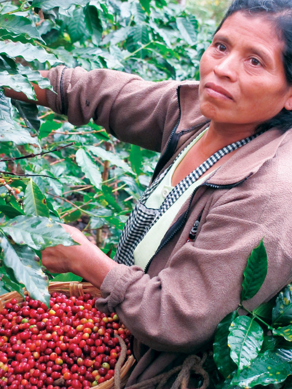 Fabiana, a coffee farmer in the Huehuetenango region of Guatemala, is one of many who work with Farmer to Farmer.