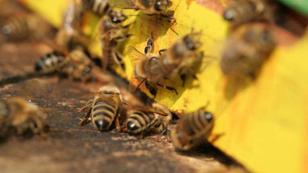 Swarms of residents in Milwaukee have started beekeeping ...
