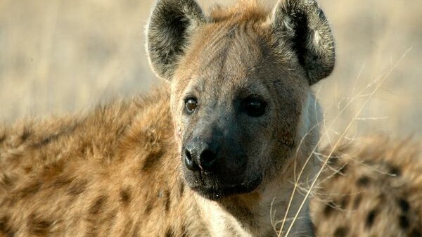 (That's a hyena.)